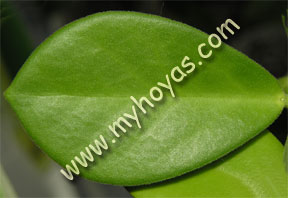 Hoya australis ssp. australis, leaf