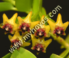 Hoya cumingiana, yellow flowers