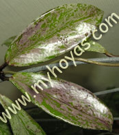 Hoya pubicalyx 'Royal Hawaian Purple', leaves