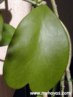 Hoya kerrii, leaf