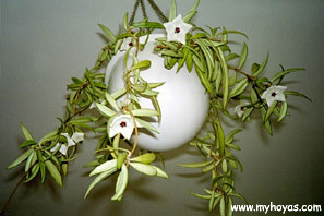 Hoya pauciflora, whole plant in September 2001