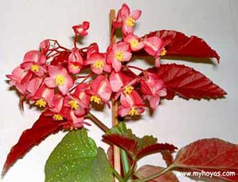 Begonia